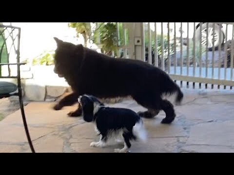 Morning madness with cute Cavalier and huge Newfie