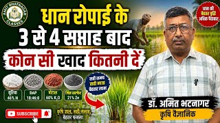 धान रोपाई के 3 से 4 सप्ताह बाद कोन सी खाद कितनी दें