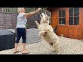 Grandma Finally Visits!! Attacked By 3 Giant Malamutes! (And a giant cat!!)