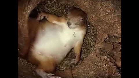 inside a squirrels nest...….AMAZING MUST WATCH
