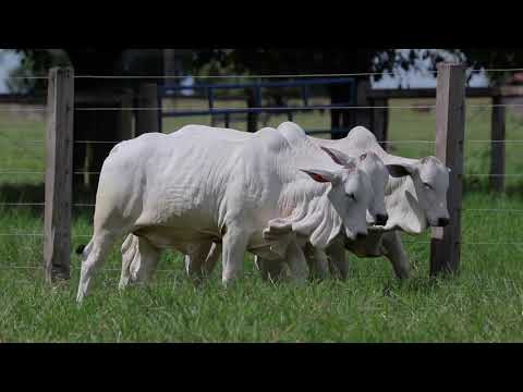 LOTE 03   PROGENIES RALAWA