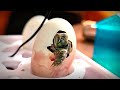 Рождение черепахи /Среднеазиатская черепаха/Turtles