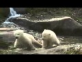 Polar bear cubs named