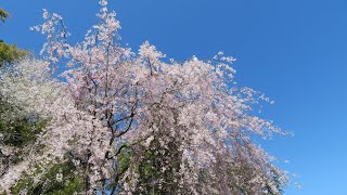 小さな窓の花ごよみ 1775 新津植物園の枝垂桜 ♪ Lascia chio Pianga  レスリー・ギャレット♪