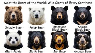 Every Wild Bear in the World Explained in Under 13 Minutes