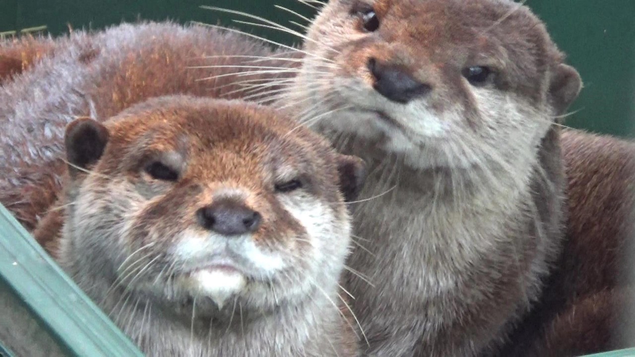 仲良し♡カワウソ&ひよこ ラブラブ❤カワウソちゃん Cute small-clawed otter couple 【Cute
