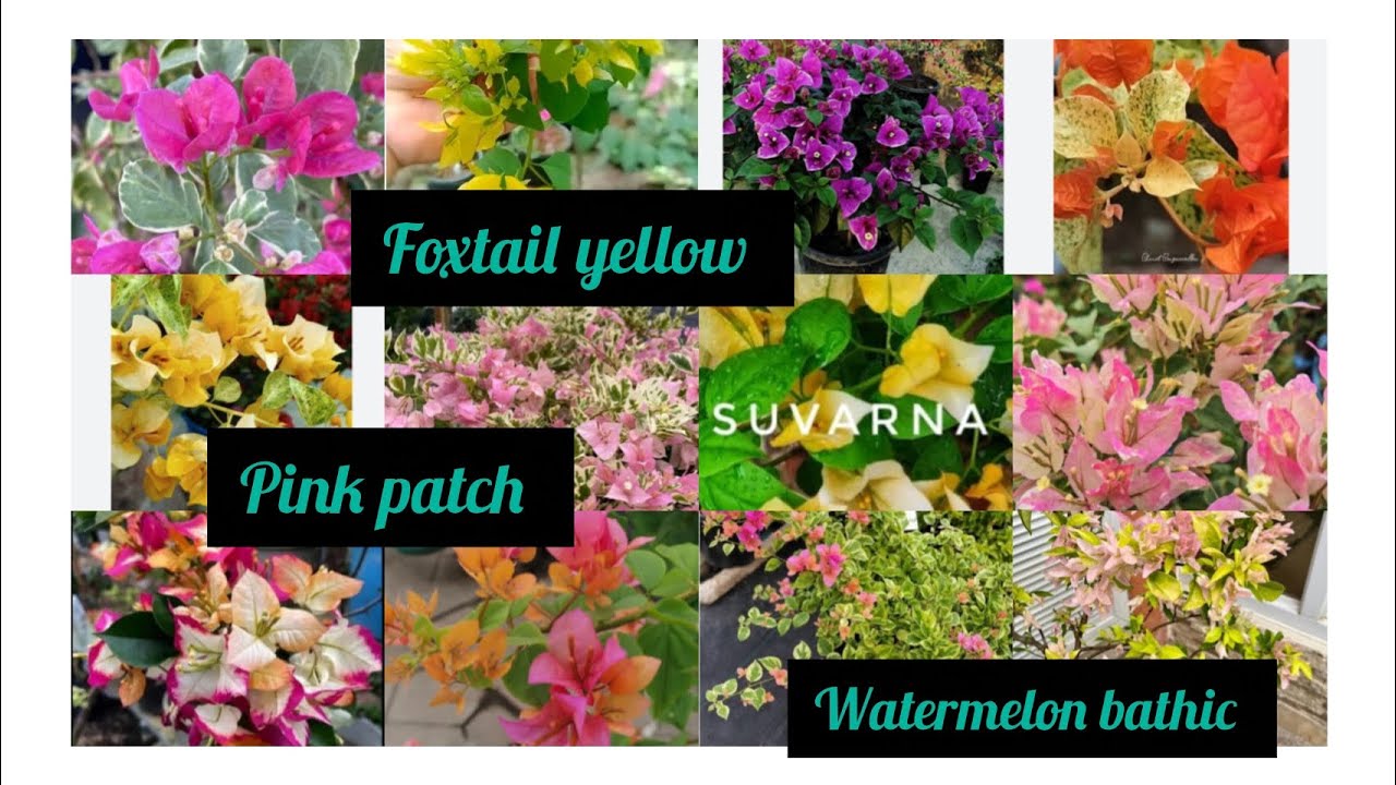 Bougainvilleaplant / കടലാസ് പൂക്കൾ /8281723614🍁🍁wholesale &retail 