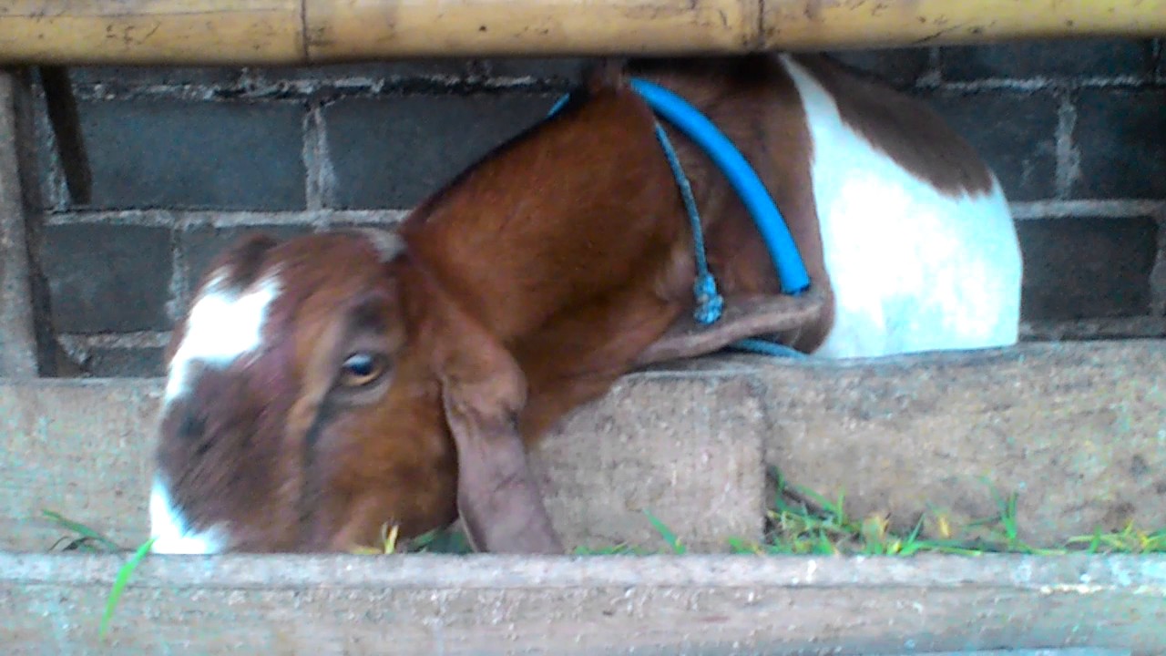 kambing pedaging jawa super ras nganjuk 