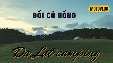 Cắm Trại Đồi Cỏ Hồng Đà Lạt - Cây Thông Cô Đơn