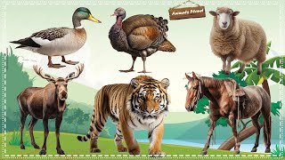 Funny Animal Moments Compilation For Relax Duck, Turkey, Sheep, Moose, Tiger, Horse