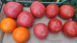 Крупноплодный томат. Очень крупный томат.