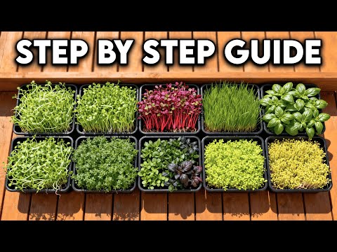 How To Grow Microgreens From Start To Finish At Home