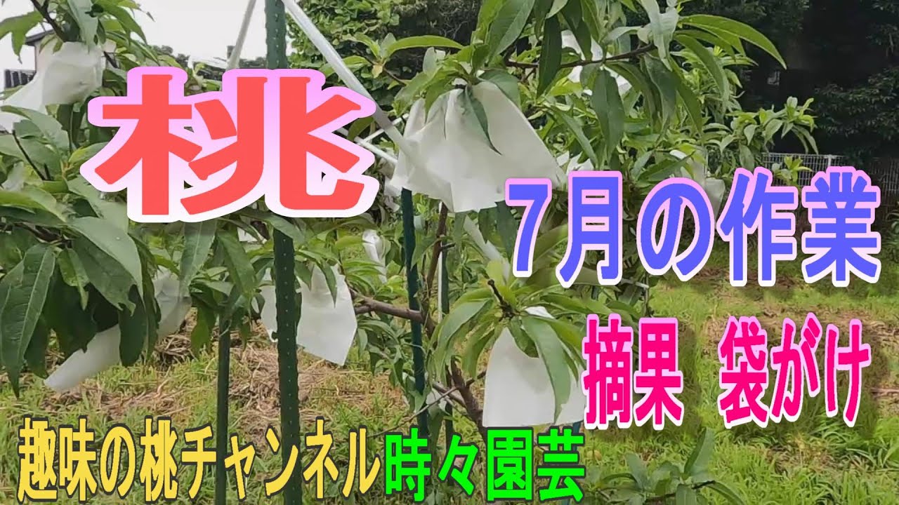 桃】7月の作業 摘果 袋がけ 23/7/19 - YouTube
