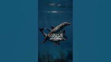 سورة الكوثر #ياسر_الدوسري #قرآن #تلاوة_خاشعة #قرآن_كريم #راحة_نفسية #تدبر #خشوع