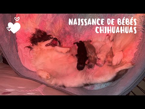 Vidéo: Combien de chiots un Chihuahua Teacup donnera-t-il naissance?