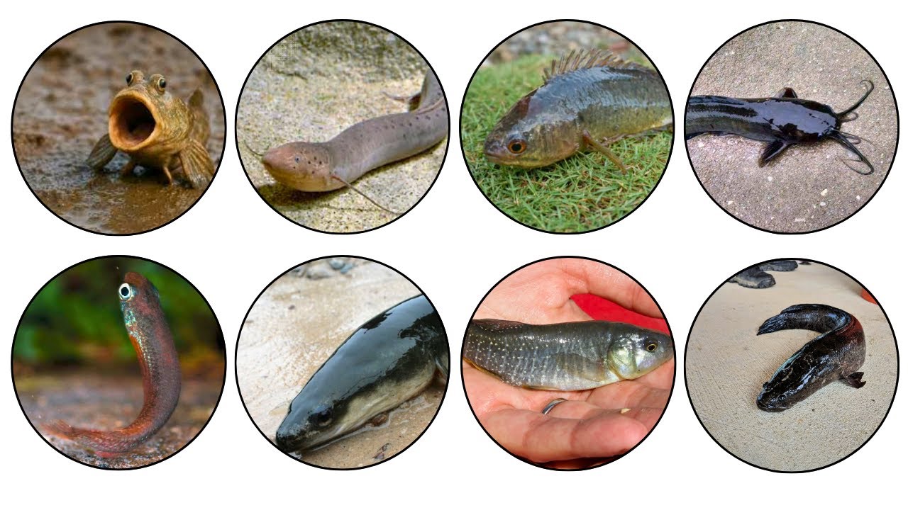 Every Fish That Can Live Out of Water Explained in 10 Minutes - YouTube