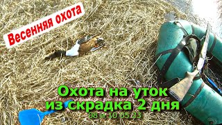 Охота на уток из скрадка 2 дня 08 и 10 05 23