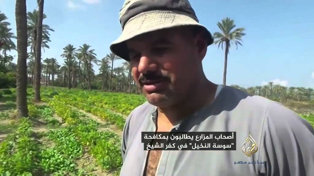 فلاح: "السوس" ينخر بالنخيل حتى يُسقطه.. وآخر: أين الجمعيات الزراعية؟