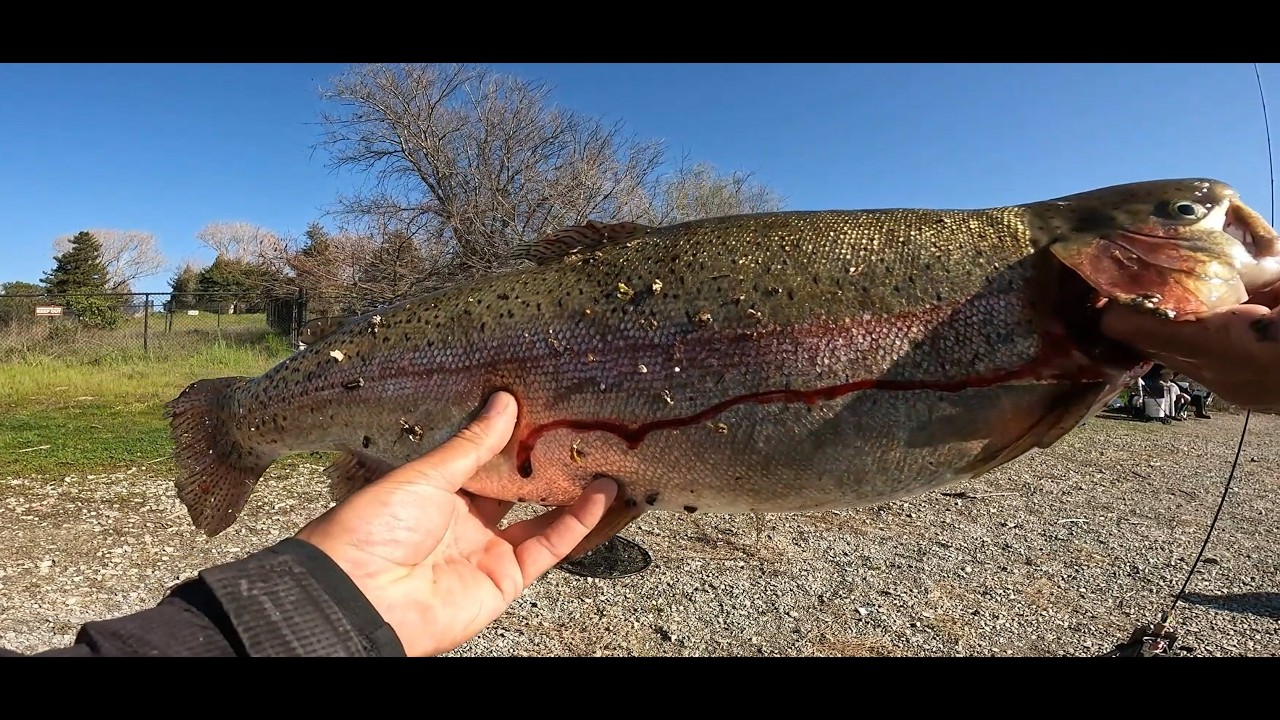Big Rainbow from Quarry Lakes