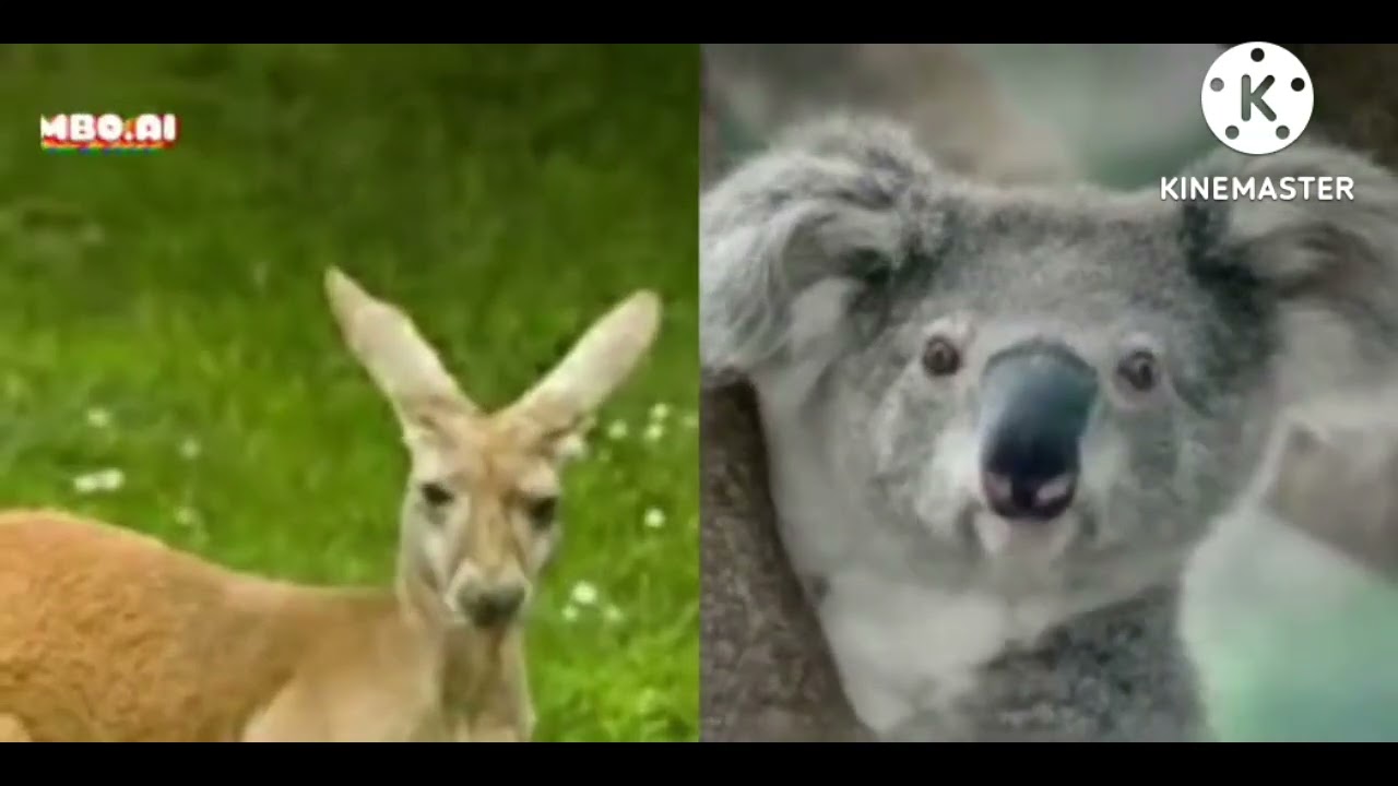 ALL PREVIEW 2 ABC ANIMALS