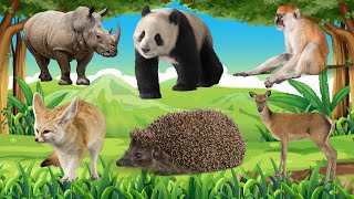 The Best Animal Sounds and Videos: Whale, Woodpecker, Deer, Beaver, Wolf, Lion
