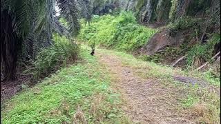 Pikat ayam hutan lokasi Mawang lama menunggu tidak dapat2