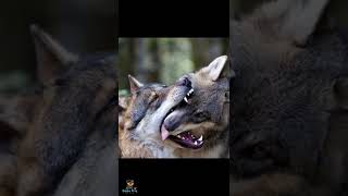 Why Dope Canines Lick You 🐶 #shorts | Dope K-9 Why Dope Canines Lick You 🐶 #shorts | Dope K-9