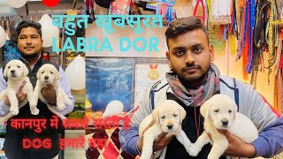 Labrador retriever puppy in kanpur | Labrador pet shop | CHEAPEST PET IN LUCKNOW | sabse sasti shop by SALONI PET SHOP KANPUR 1,555 views 4 months ago 5 minutes, 12 seconds