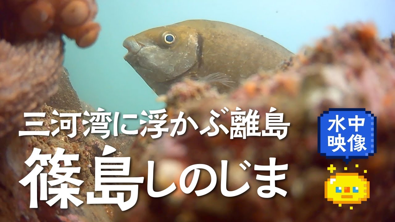 【水中映像】篠島（しのじま）　水中映像 / Underwater video