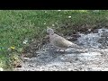 Eurasian collared dove (Sierpówka/synogarlica turecka)