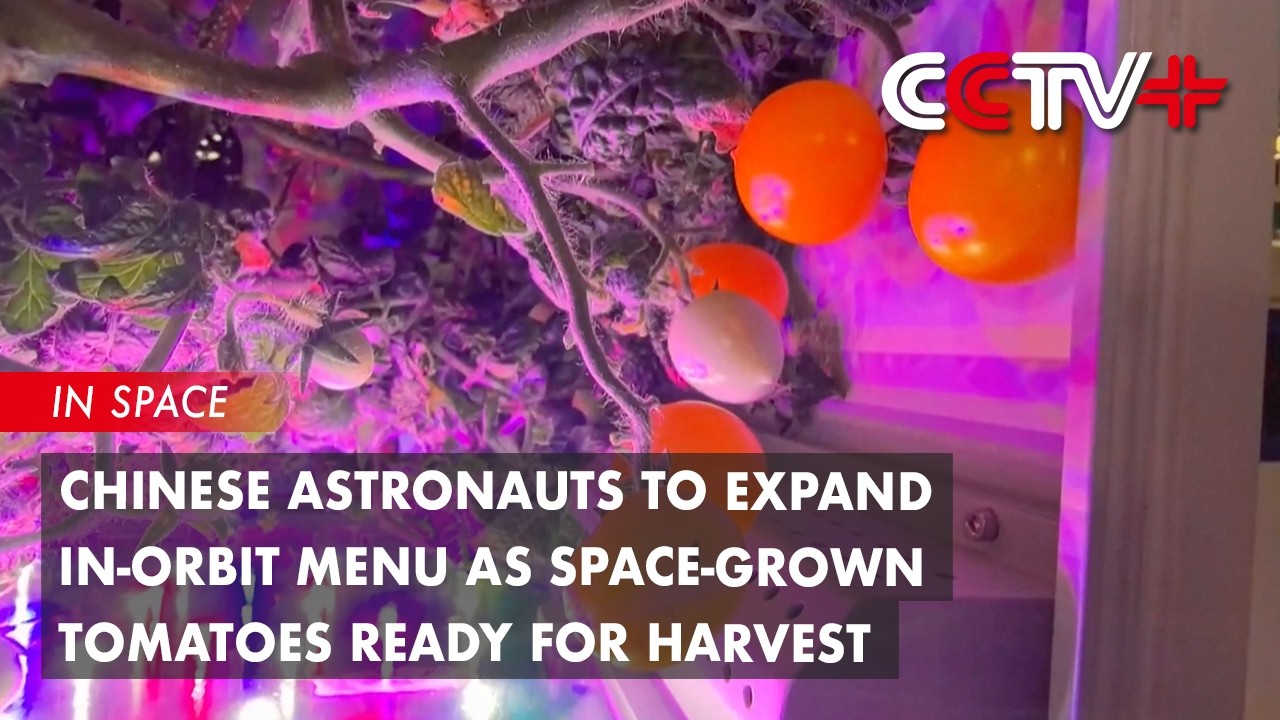 Chinese Astronauts to Expand In-Orbit Menu as Space-Grown Tomatoes ...