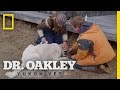 Hounded By An Infection | Dr. Oakley, Yukon Vet