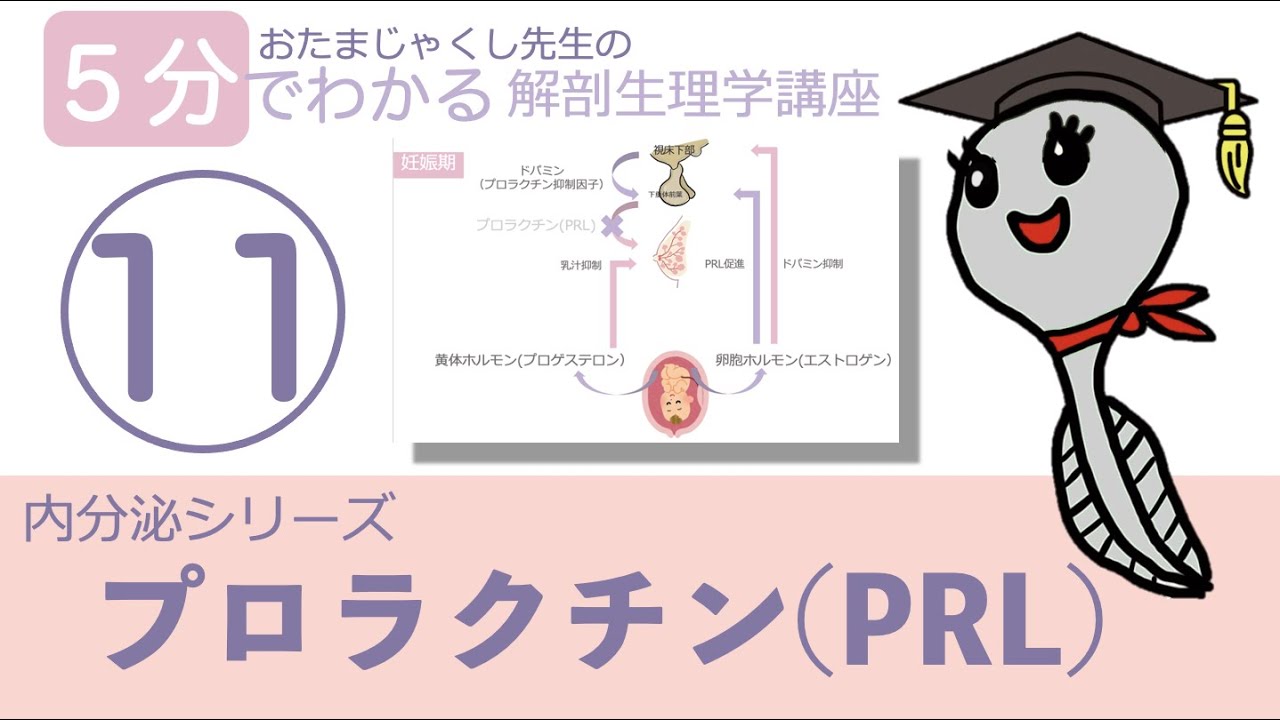 内分泌シリーズ第11回「プロラクチン(PRL)」おたまじゃくし先生の解剖生理学講座/日本一わかりやすい授業を目指して/勉強法