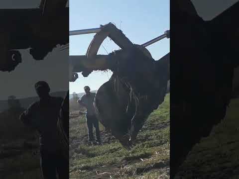 Kepçe kurtarma devamı