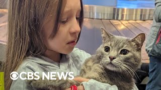 10yearold girl whose family fled war in Ukraine is reunited with the cat she left behind