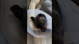 Curing A Cruciate Ligament Tear Is So Boring..