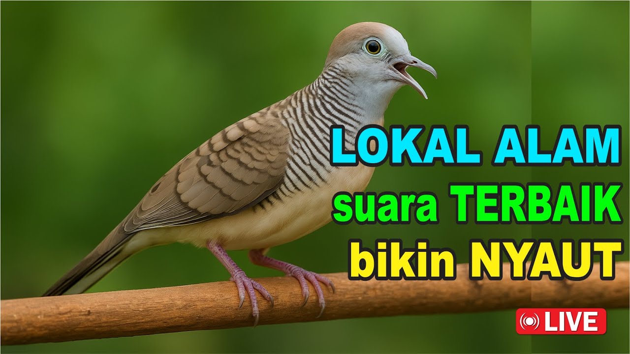 Perkutut Lokal Gacor alam liar iramanya BIKIN CEPAT NYAUT