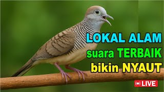 Download Lagu Perkutut Lokal Gacor alam liar iramanya BIKIN CEPAT NYAUT MP3