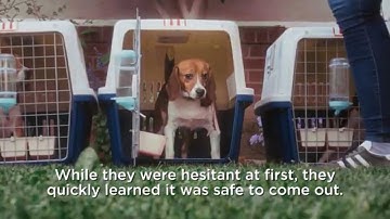 These Beagles Were Just Rescued from Animal Testing | #BringThemHome