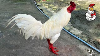 Conditioning Exercises for Gamefowl: Staying Fit