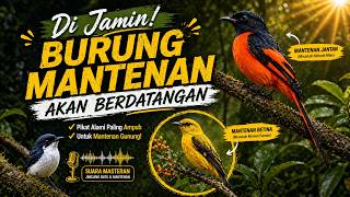 Suara Burung Mantenan Gunung Vs Jingjing Batu Ribut