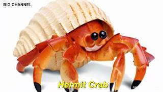 Top 10 Most Amazingly Beautiful Crabs You Didn’t Know Existed