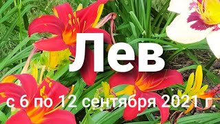 Лев Таро - гороскоп с 6 по 12 сентября  2021 г.