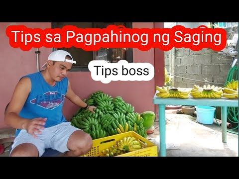 Video: Aling kemikal ang ginagamit sa pagpahinog ng saging?