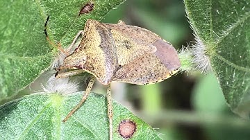 Stink Bugs in Soybeans - Kelley Tilmon