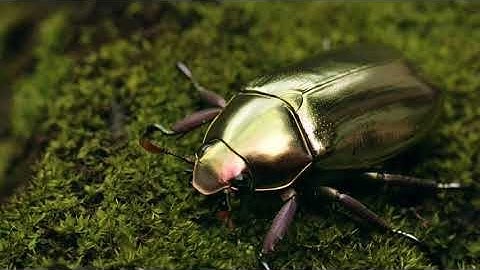 The Gold  Bug