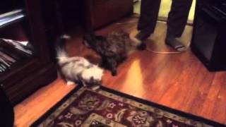 Impatient Kitten Is Impatient.