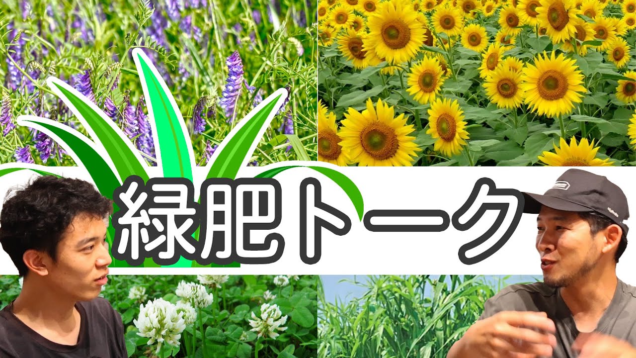 【雑談】緑肥の選び方/ヘアリーベッチ・エンバク・ソルゴー・トウモロコシ・クローバー・ヒマワリ・セスバニア