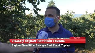 Fatsa Belediye Başkanı Kibar Üretici İle Bahçede Fındık Topladı L Ordu Altaş Tv - 8 Ağustos 2020