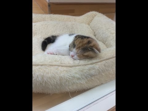 猫派なあなたへ。天使の寝顔-ただ、子ネコが寝ている。ただ、何回見ても-かわいい。子猫に癒される。angel-sleeping-face